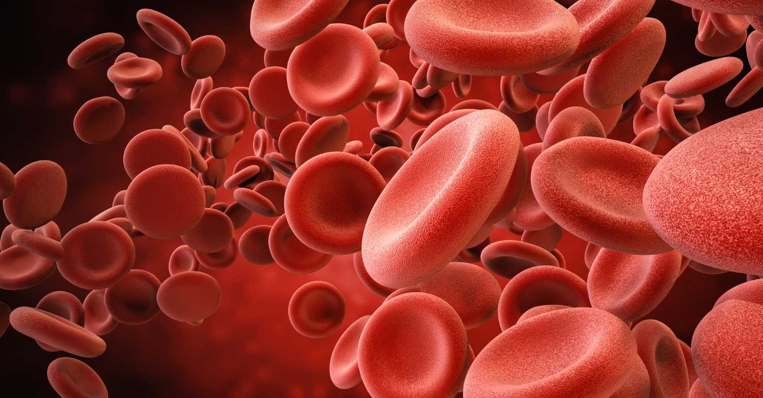 Red blood cells after iron IV therapy